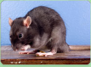 rat control Innsworth